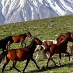 ببینید؛ تاخت‌وتازه اسب‌های وحشی در ارتفاعات ناندل با پس‌زمینه دماوند
