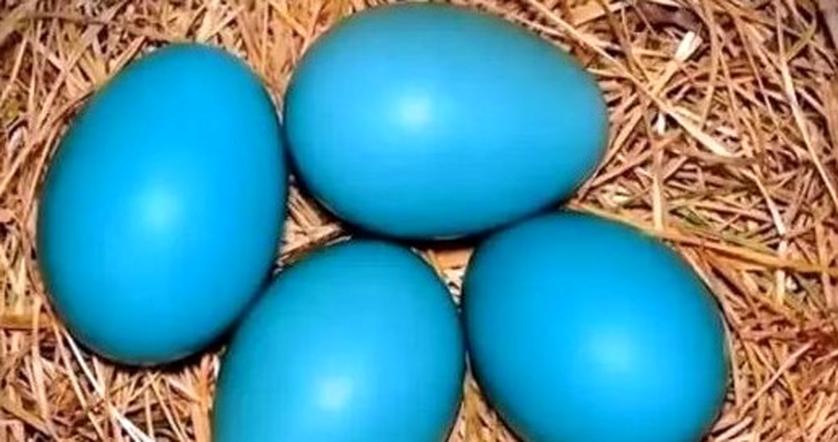 Wp Header Logo 2431.png