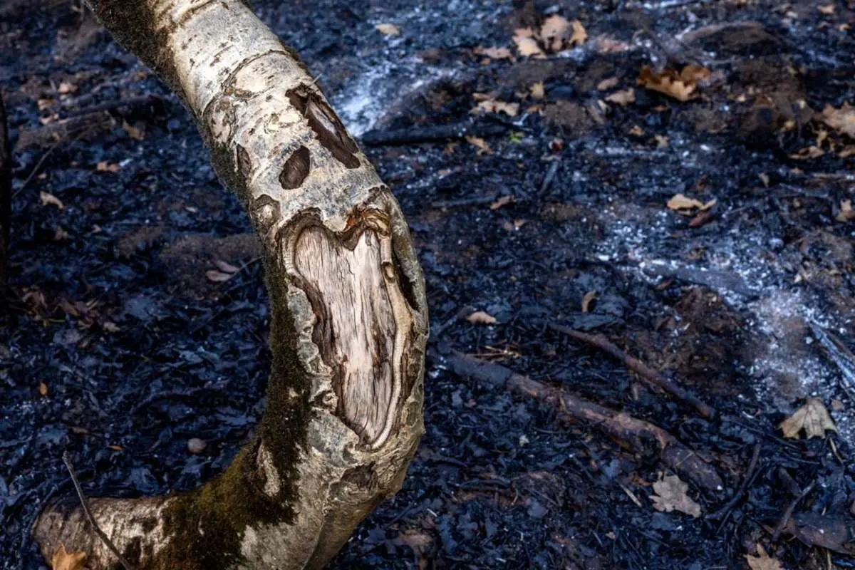 Wp Header Logo 228.png