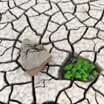 بلایی بدتر از فرسایش خاک/ کاهش نگران کننده کربن آلی خاک در استان‌های کشور